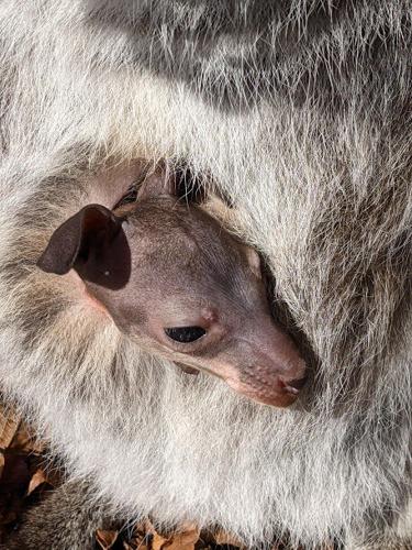 CUTE ALERT: The Louisville Zoo celebrates birth of new baby wallaby! | News  