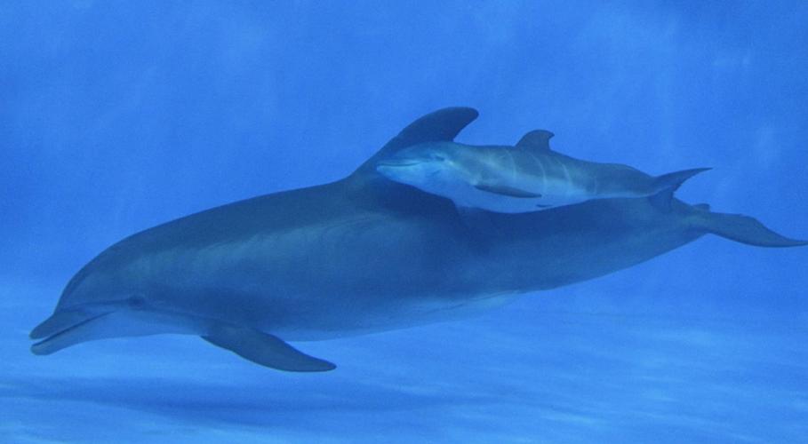 Indianapolis Zoo dolphin