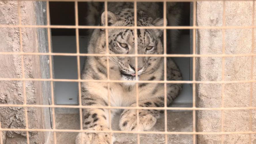 LOUISVILLE ZOO SNOW DAY.jpeg