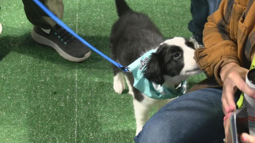 Mulligan's Mutt Madness adoption event 10-19-23