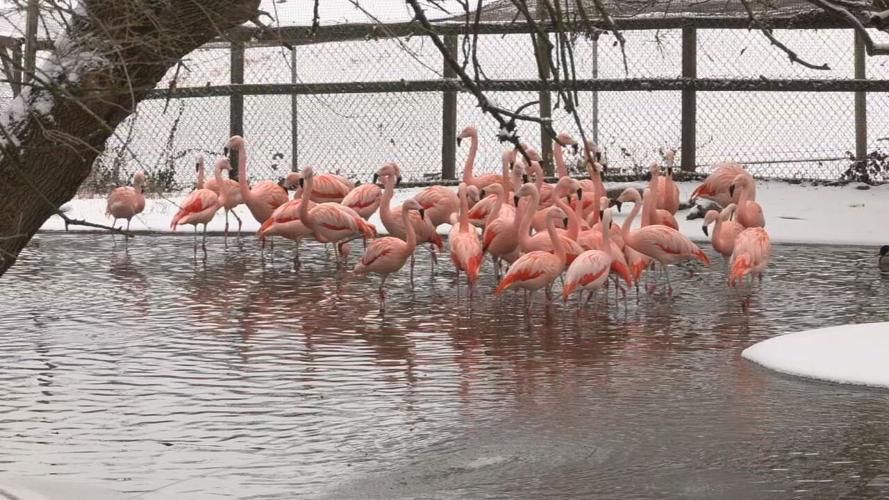 LOUISVILLE ZOO SNOW DAY.jpeg