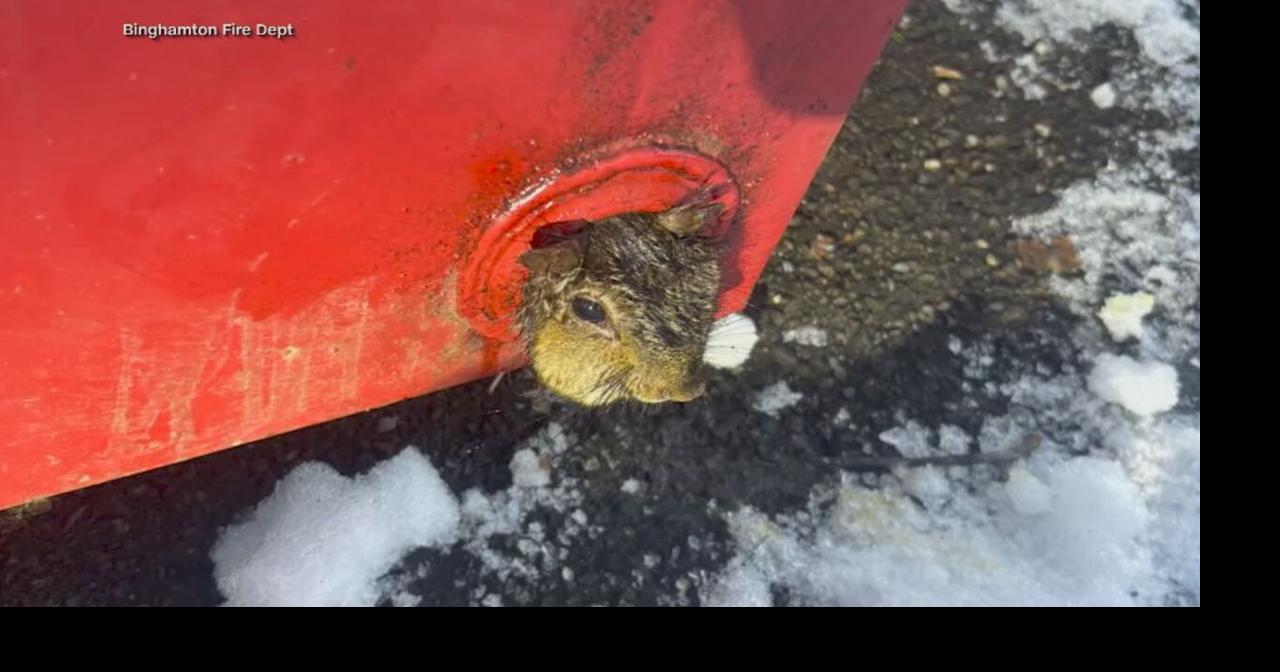 Squirrel receives a helping hand after getting head stuck in drain hole on  a dumpster