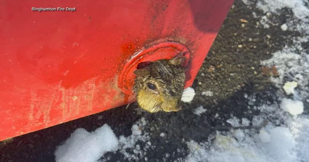 Squirrel receives a helping hand after getting head stuck in drain hole on a dumpster