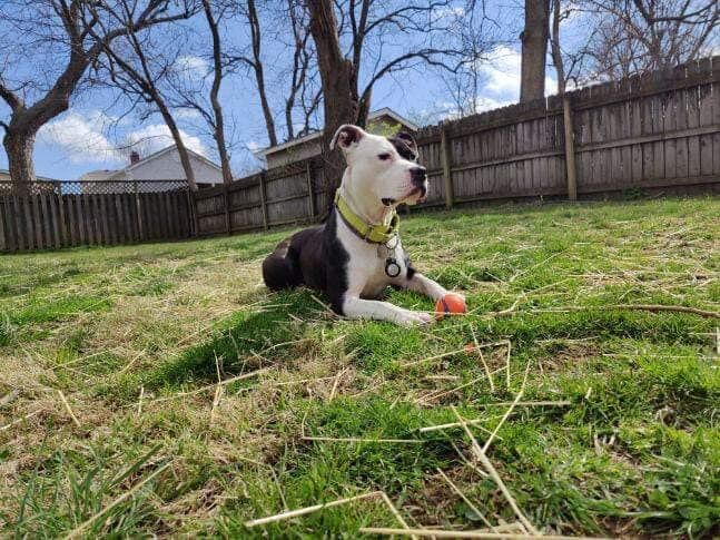 Arlo plays outside