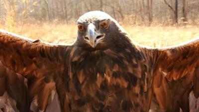 Harper the Golden Eagle spends winter months at Bernheim Forest