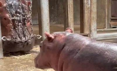 Fiona and Fritz, sibling hippopotamuses at the Cincinnati Zoo