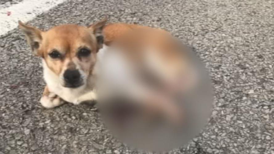 SPENCER CO. ANIMAL CONTROL DIRECTOR FOLO 10PKG.transfer_frame_1793 Abigail Chihuahua.jpg