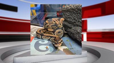 Snake found at Walmart
