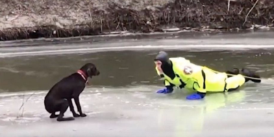 Stranded Dog Rescued From Icy Water