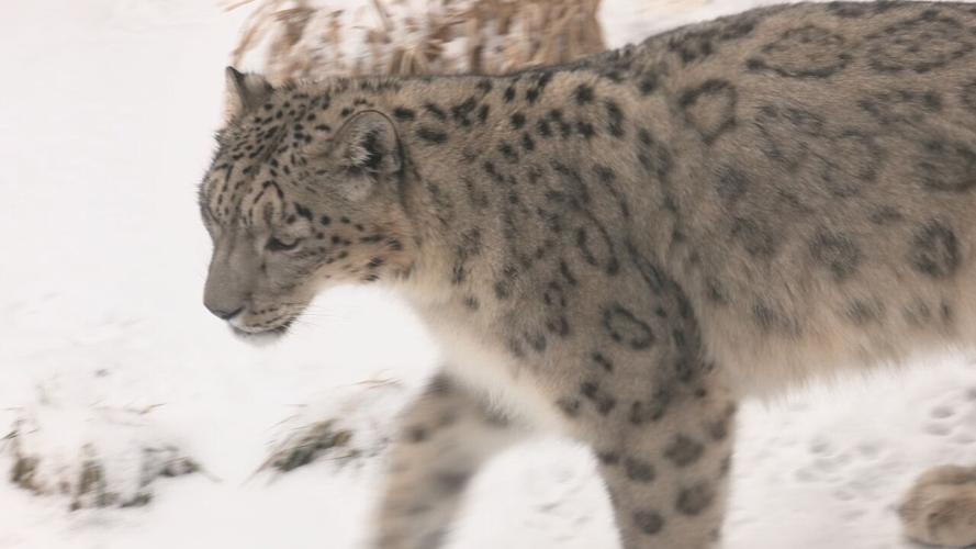 LOUISVILLE ZOO SNOW DAY.jpeg