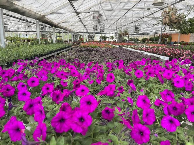 Churchill Downs greenhouse