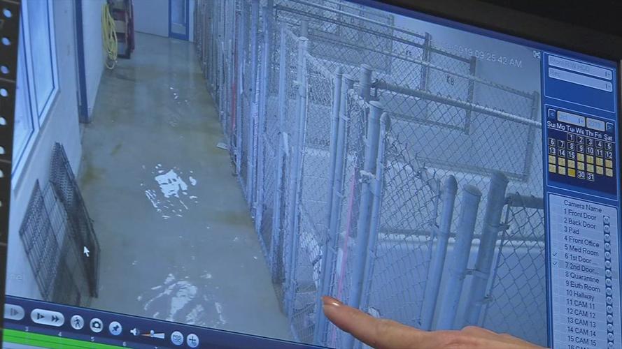 animal shelter flooding