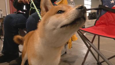 Kentuckiana Cluster of Dog Shows 2022 (2).jpeg