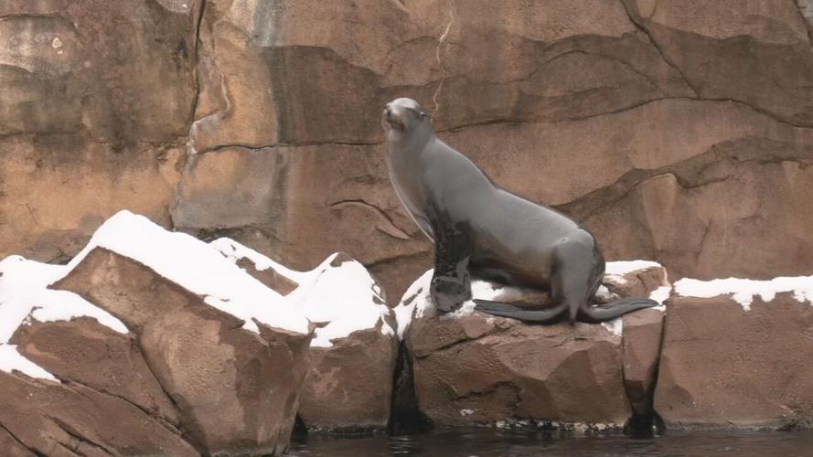 LOUISVILLE ZOO SNOW DAY.jpeg