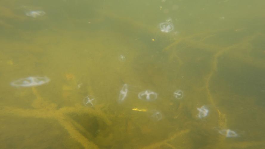 Shawnee Park Jellyfish 13.jpg