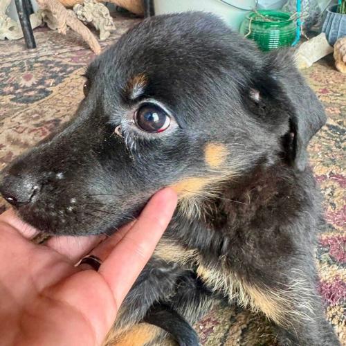 Puppy abandoned in recycling bin