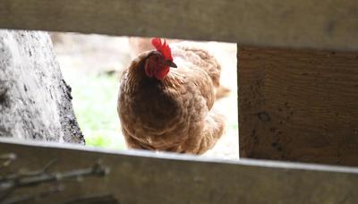 Farm chicken.