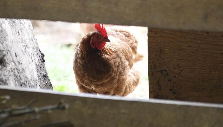 Farm chicken.