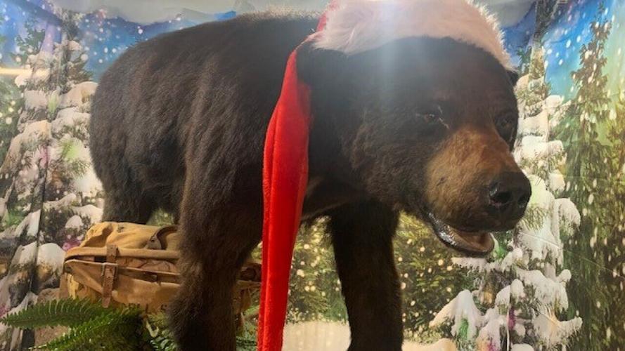 Cocaine Bear exhibit at KY for KY store in Lexington