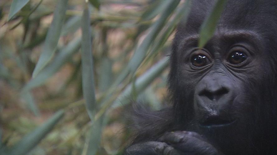 KINDI - LOUISVILLE ZOO 4-5-19  (2).jpg