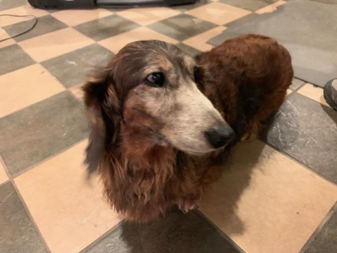 keith dog grooming 3-31-20.jpg