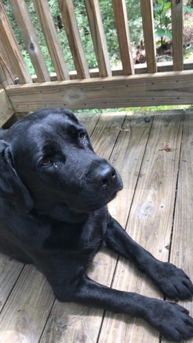 Judge Holton Service Dog- Rock.jpeg