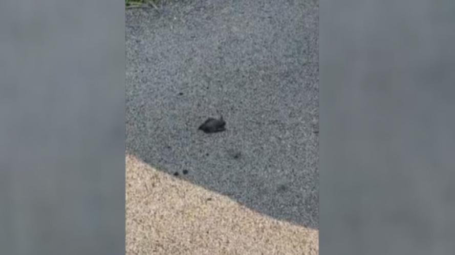 Bat on ground