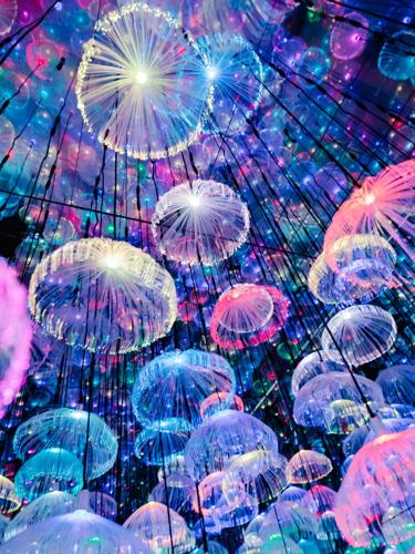 Wild Lights 2026 jellyfish