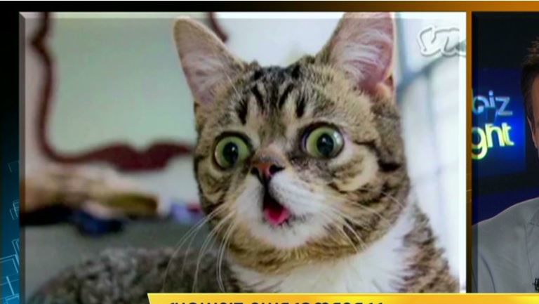 Lil Bub via CNN.JPG