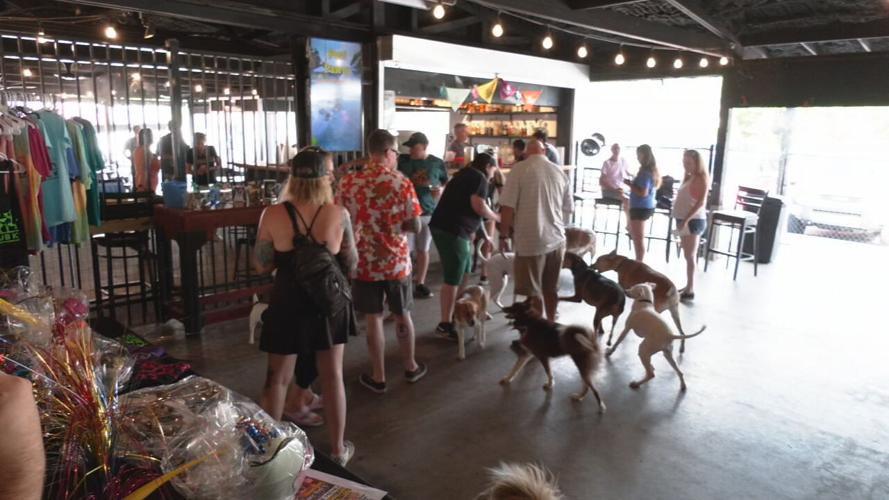 NATIONAL DOG DAY BASH