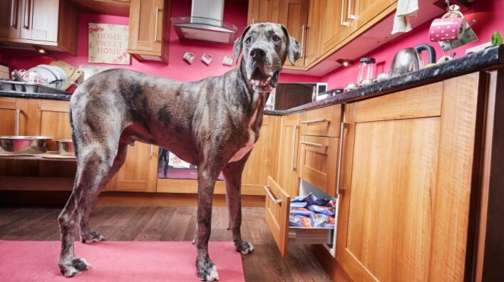 worlds tallest dog fox news.JPG
