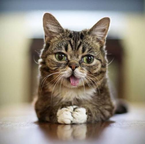 Lil Bub via Instagram.JPG