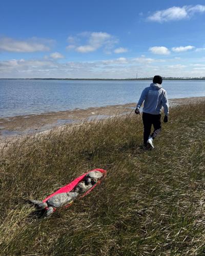 Nearly 1,000 sea turtles returned to the wild after being saved from frigid water in Florida