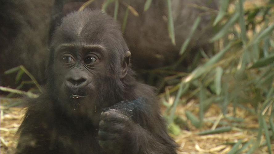 KINDI - LOUISVILLE ZOO 4-5-19  (3).jpg