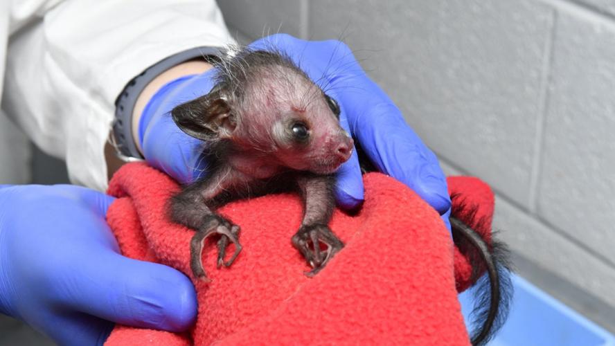 baby-aye-aye 10-18-19fox news.jpg