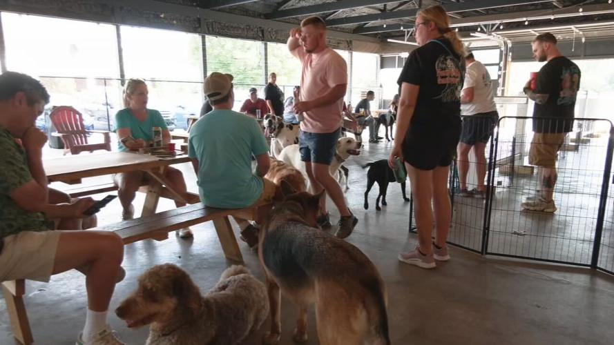 NATIONAL DOG DAY BASH