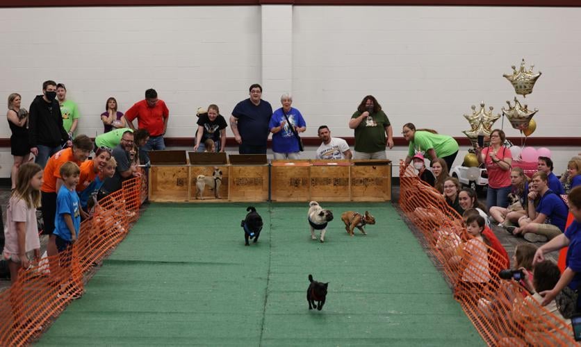 race at Pugfest