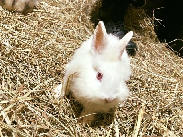 LMAS Rabbit Rescue