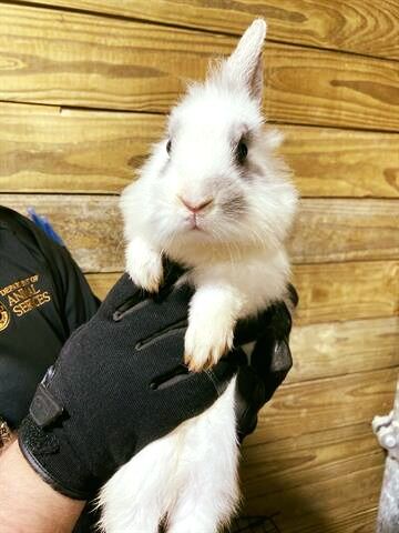 LMAS Rabbit Rescue