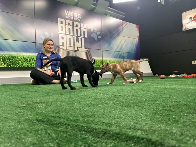 Kentucky Humane Society adoptable puppies