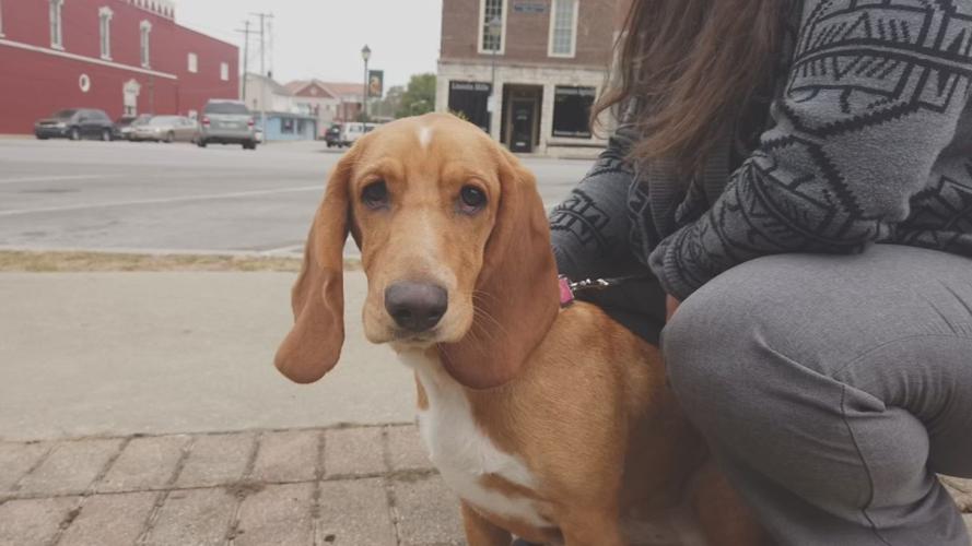 Southern Indiana basset hound spreads joy around country