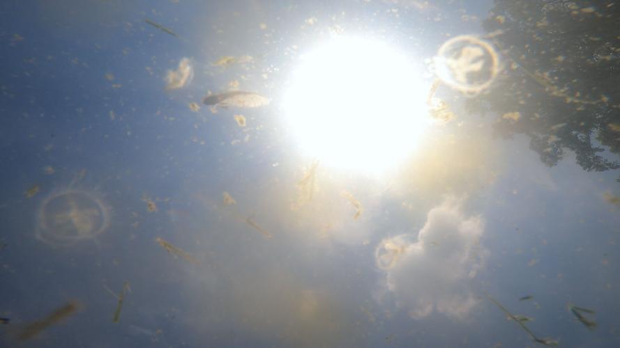 Shawnee Park Jellyfish 6.jpg