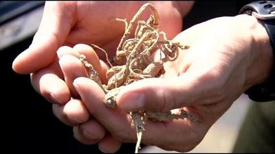 Authorities seek to curb ginseng plant thefts in Indiana