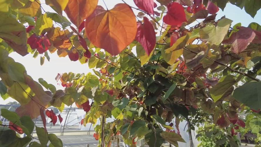 Flame Thrower Redbud