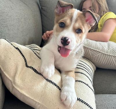 Foster care dog - Kentucky Humane Society