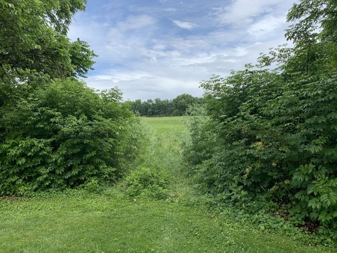 Future site of Hurstbourne Commons