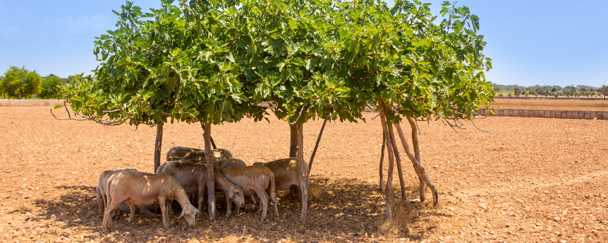 wx071125June 2025v2 1200x480.png