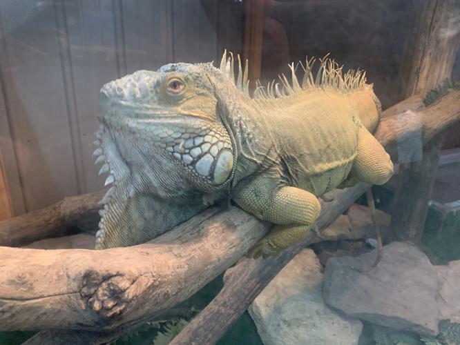 Wilstem Wildlife Park (61).JPG