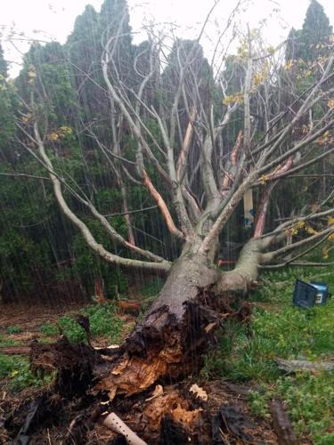 tree uprooted near Norton Commons