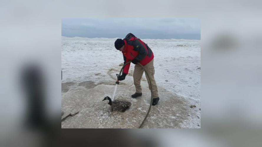 IN FROZEN GOOSE RESCUED